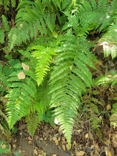 iNaturalist observation photo of coastal woodfern