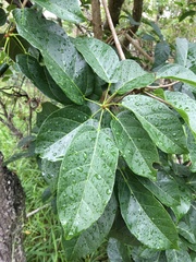 Sterculia quadrifida