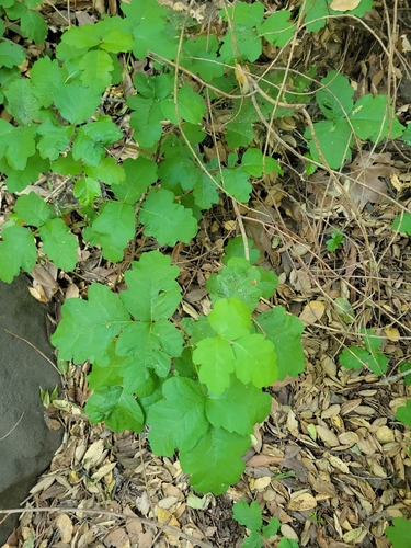 iNaturalist observation photo of Pacific poison oak