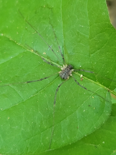 iNaturalist observation photo of Protolophus singularis
