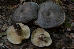 Lactarius flexuosus