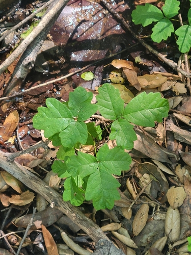 iNaturalist observation photo of Pacific poison oak