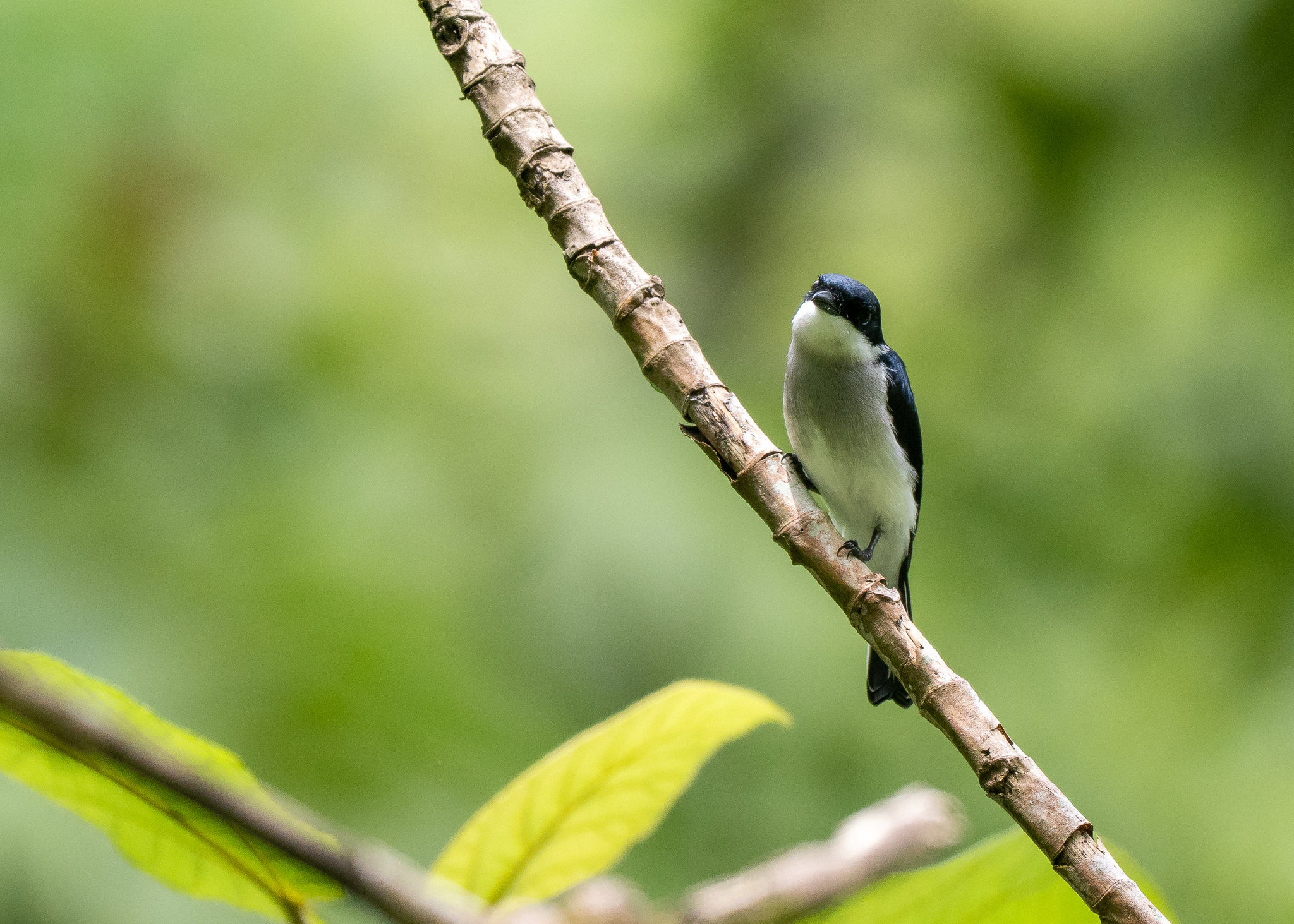 Black-winged Flycatcher-shrike (Hemipus hirundinaceus), photo 9