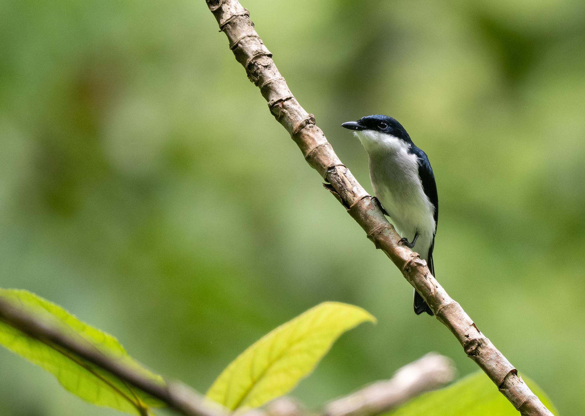 Black-winged Flycatcher-shrike (Hemipus hirundinaceus), photo 10