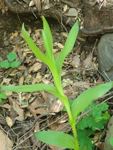 iNaturalist observation photo of Stream Orchid