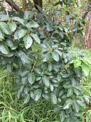 Sterculia quadrifida