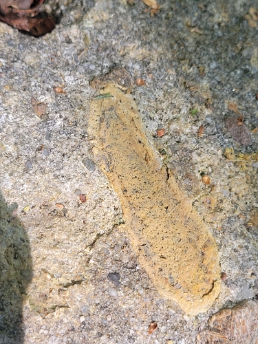 iNaturalist observation photo of Sulphured Crimson Dot Lichen