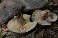 Lactarius flexuosus