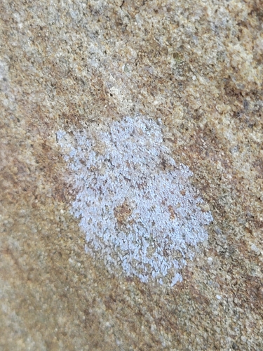 iNaturalist observation photo of Trapelia placodioides