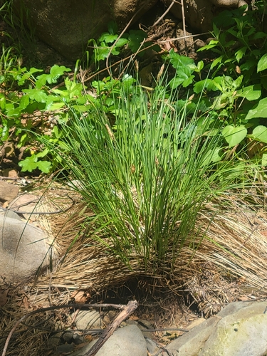 iNaturalist observation photo of Mexican feathergrass