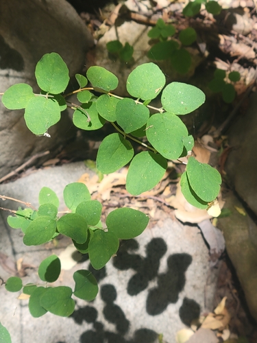 iNaturalist observation photo of creeping snowberry