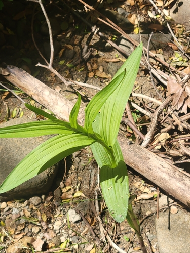 iNaturalist observation photo of Stream Orchid