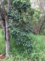 Sterculia quadrifida