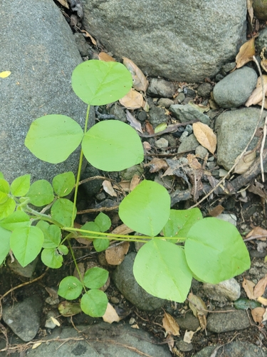 iNaturalist observation photo of large leatherroot