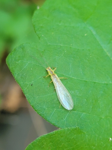 iNaturalist observation photo of Sweltsa