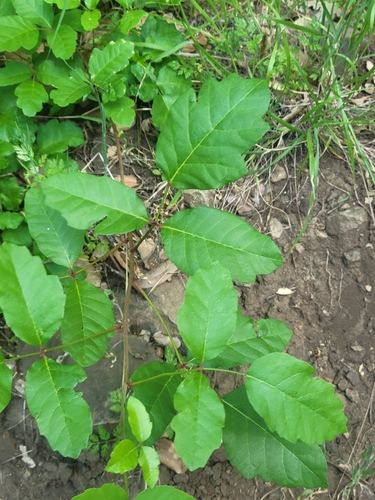 iNaturalist observation photo of Pacific poison oak
