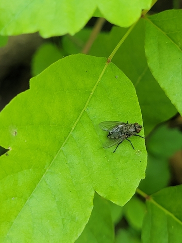 iNaturalist observation photo of Ptilodexia