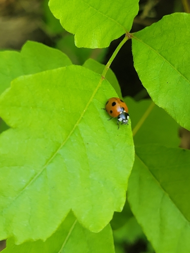iNaturalist observation photo of Seven-spotted Lady Beetle