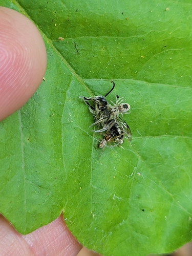 iNaturalist observation photo of Mexican Social Spiders