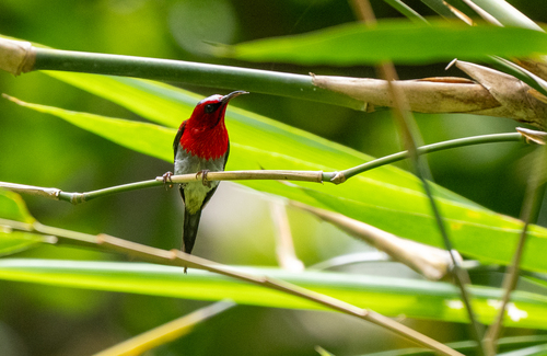 Javan Sunbird (Aethopyga mystacalis), photo 2