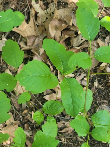 iNaturalist observation photo of Pacific poison oak