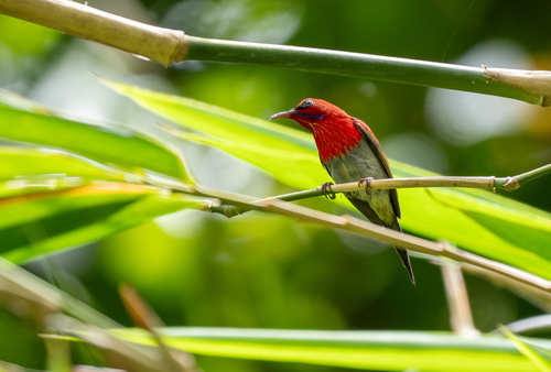 Javan Sunbird (Aethopyga mystacalis), photo 3