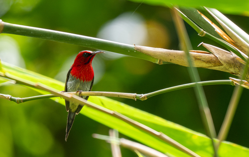 Javan Sunbird (Aethopyga mystacalis), photo 8