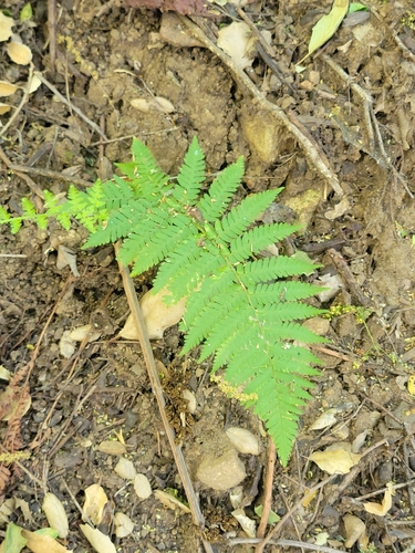 iNaturalist observation photo of coastal woodfern