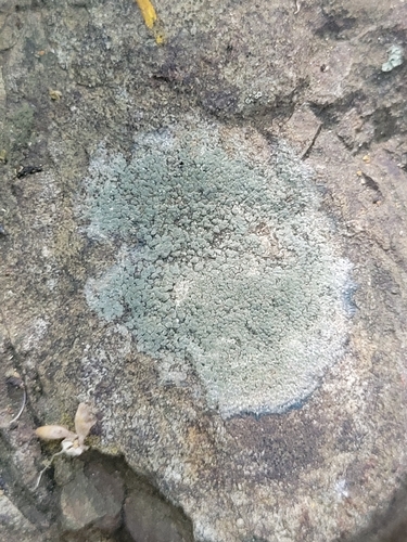 iNaturalist observation photo of Stonewall Rim Lichen