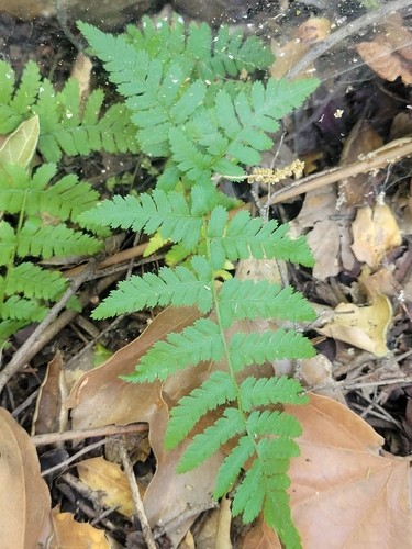 iNaturalist observation photo of coastal woodfern