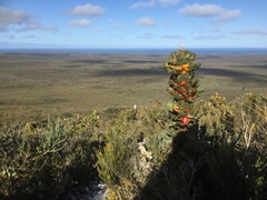 Hakea victoria