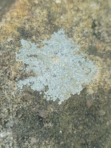 iNaturalist observation photo of Trapelia placodioides