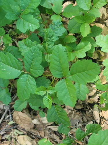iNaturalist observation photo of Pacific poison oak