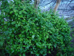 Lonicera japonica