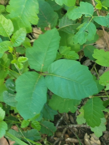 iNaturalist observation photo of Pacific poison oak