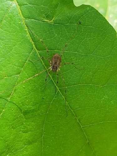 iNaturalist observation photo of Protolophus singularis