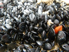 Mytilus trossulus