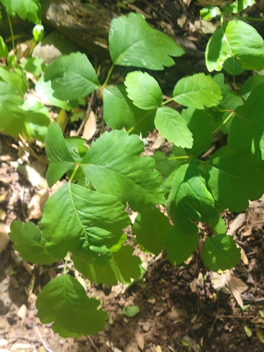 iNaturalist observation photo of Pacific poison oak