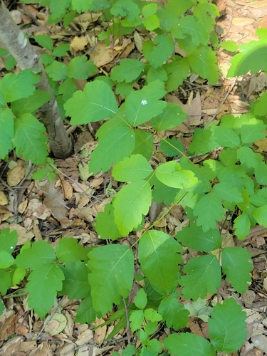 iNaturalist observation photo of Pacific poison oak