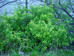 Euonymus japonicus