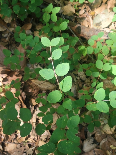 iNaturalist observation photo of creeping snowberry