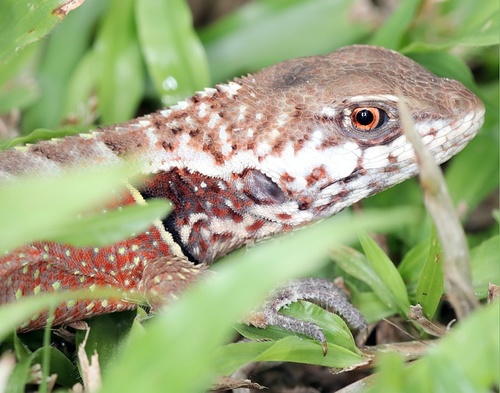 Rose Whorltail Iguana, Stenocercus roseiventris