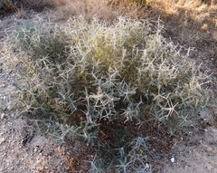 Condalia spathulata