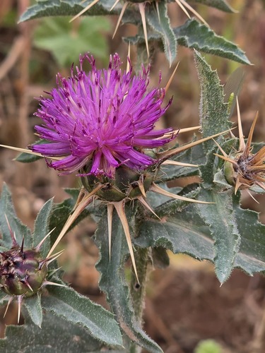 Centaurea pallescens
