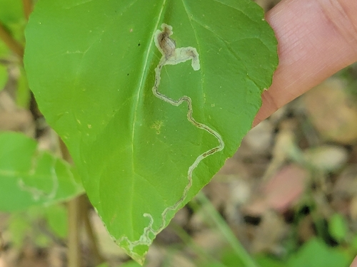 iNaturalist observation photo of Mallow Leaf Miner