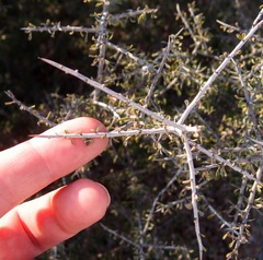 Condalia spathulata