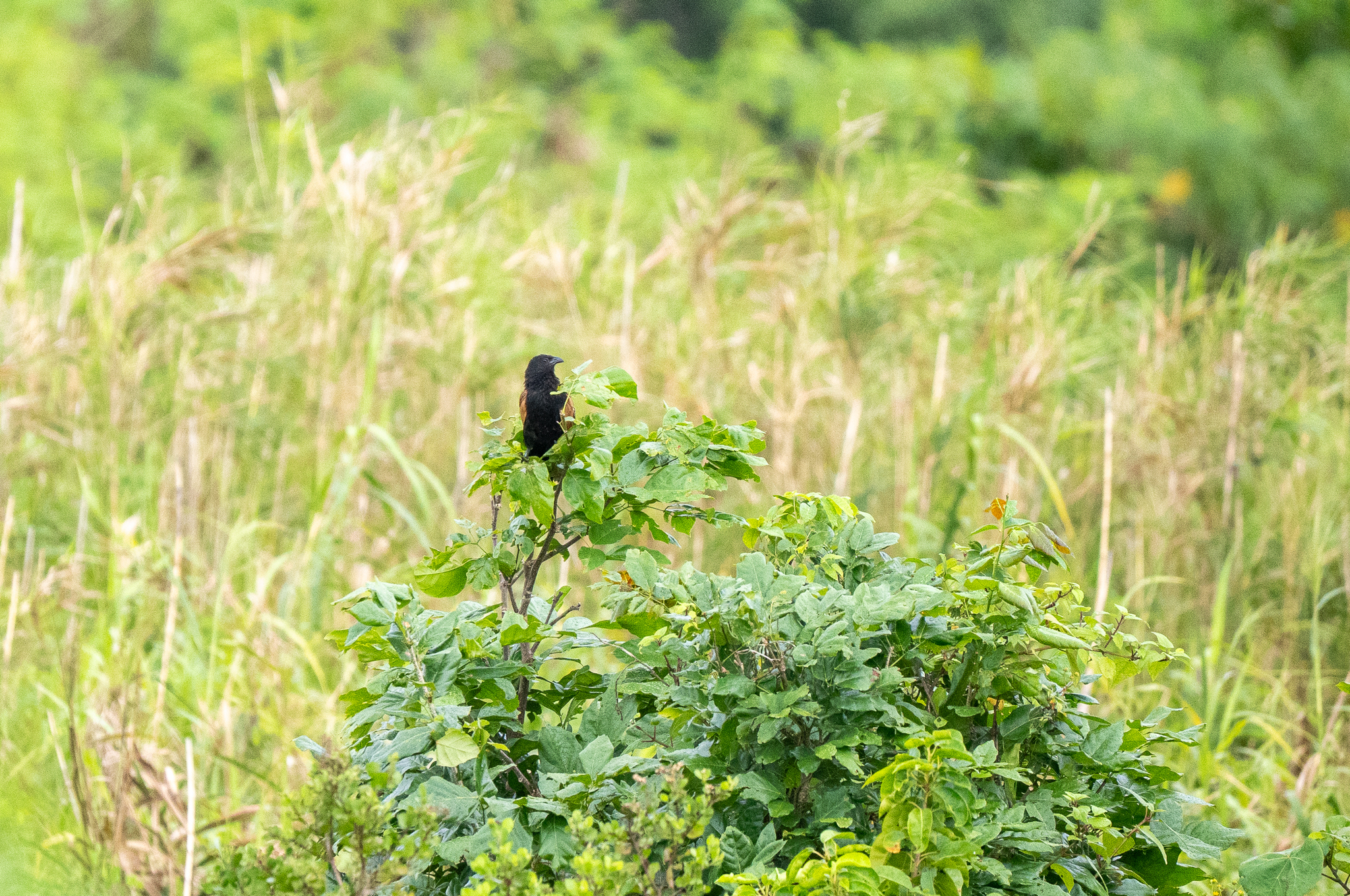 Lesser Coucal (Centropus bengalensis), photo 8