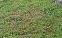 Turdus pelios saturatus