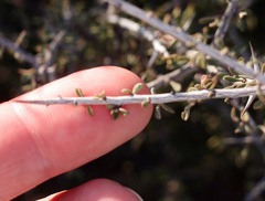 Condalia spathulata