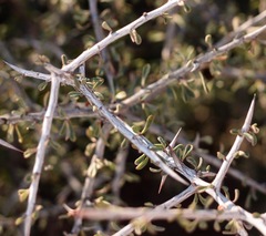 Condalia spathulata